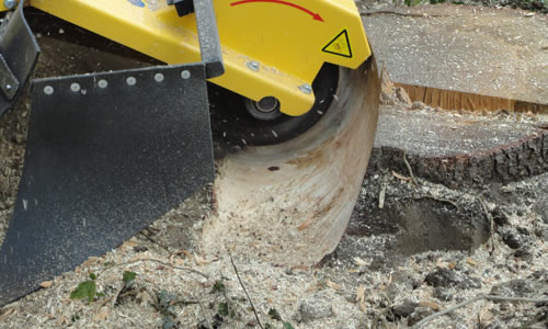 Dessouchage d’arbre à prix pas cher